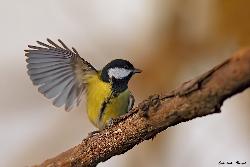 www.naturalmenteclick.com, foto, natura, oasi, animali, uccelli, fotografia, obbiettivi, scatto
