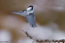 www.naturalmenteclick.com, foto, natura, oasi, animali, uccelli, fotografia, obbiettivi, scatto