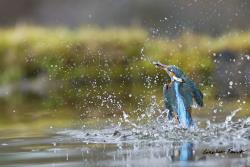 www.naturalmenteclick.com, foto, natura, oasi, animali, uccelli, fotografia, obbiettivi, scatto