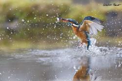 www.naturalmenteclick.com, foto, natura, oasi, animali, uccelli, fotografia, obbiettivi, scatto