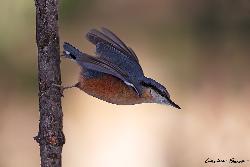 www.naturalmenteclick.com, foto, natura, oasi, animali, uccelli, fotografia, obbiettivi, scatto