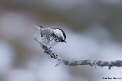 www.naturalmenteclick.com, foto, natura, oasi, animali, uccelli, fotografia, obbiettivi, scatto