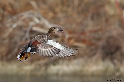 www.naturalmenteclick.com, foto, natura, oasi, animali, uccelli, fotografia, obbiettivi, scatto