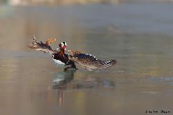 www.naturalmenteclick.com, foto, natura, oasi, animali, uccelli, fotografia, obbiettivi, scatto