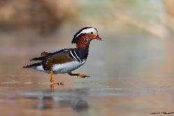 www.naturalmenteclick.com, foto, natura, oasi, animali, uccelli, fotografia, obbiettivi, scatto