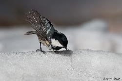 www.naturalmenteclick.com, foto, natura, oasi, animali, uccelli, fotografia, obbiettivi, scatto