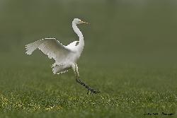 www.naturalmenteclick.com, foto, natura, oasi, animali, uccelli, fotografia, obbiettivi, scatto