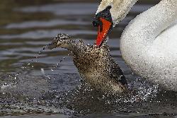 www.naturalmenteclick.com, foto, natura, oasi, animali, uccelli, fotografia, obbiettivi, scatto