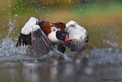 www.naturalmenteclick.com, foto, natura, oasi, animali, uccelli, fotografia, obbiettivi, scatto