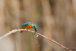 www.naturalmenteclick.com, foto, natura, oasi, animali, uccelli, fotografia, obbiettivi, scatto