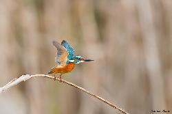 www.naturalmenteclick.com, foto, natura, oasi, animali, uccelli, fotografia, obbiettivi, scatto