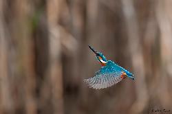 www.naturalmenteclick.com, foto, natura, oasi, animali, uccelli, fotografia, obbiettivi, scatto