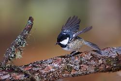 www.naturalmenteclick.com, foto, natura, oasi, animali, uccelli, fotografia, obbiettivi, scatto