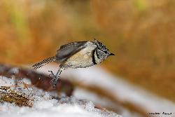 www.naturalmenteclick.com, foto, natura, oasi, animali, uccelli, fotografia, obbiettivi, scatto