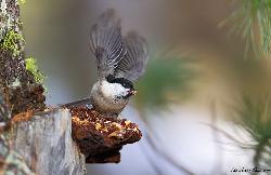 www.naturalmenteclick.com, foto, natura, oasi, animali, uccelli, fotografia, obbiettivi, scatto