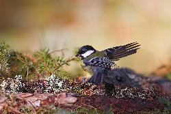 www.naturalmenteclick.com, foto, natura, oasi, animali, uccelli, fotografia, obbiettivi, scatto