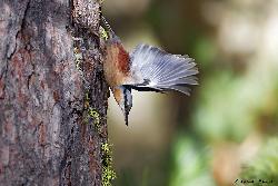 www.naturalmenteclick.com, foto, natura, oasi, animali, uccelli, fotografia, obbiettivi, scatto