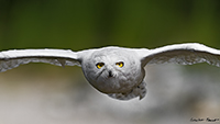 www.naturalmenteclick.com, foto, natura, oasi, animali, uccelli, fotografia, obbiettivi, scatto