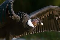 www.naturalmenteclick.com, foto, natura, oasi, animali, uccelli, fotografia, obbiettivi, scatto