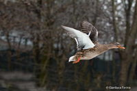 www.naturalmenteclick.com, foto, natura, oasi, animali, uccelli, fotografia, obbiettivi, scatto