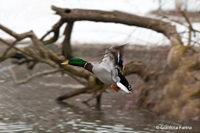 www.naturalmenteclick.com, foto, natura, oasi, animali, uccelli, fotografia, obbiettivi, scatto