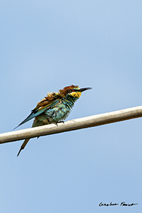 www.naturalmenteclick.com, foto, natura, oasi, animali, uccelli, fotografia, obbiettivi, scatto