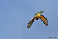 www.naturalmenteclick.com, foto, natura, oasi, animali, uccelli, fotografia, obbiettivi, scatto