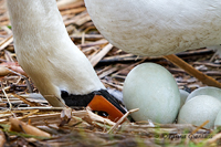 www.naturalmenteclick.com, foto, natura, oasi, animali, uccelli, fotografia, obbiettivi, scatto