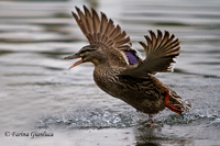 www.naturalmenteclick.com, foto, natura, oasi, animali, uccelli, fotografia, obbiettivi, scatto