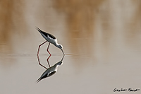 www.naturalmenteclick.com, foto, natura, oasi, animali, uccelli, fotografia, obbiettivi, scatto