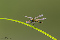 www.naturalmenteclick.com, foto, natura, oasi, animali, uccelli, fotografia, obbiettivi, scatto