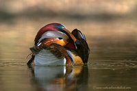 www.naturalmenteclick.com, foto, natura, oasi, animali, uccelli, fotografia, obbiettivi, scatto