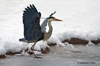 www.naturalmenteclick.com, foto, natura, oasi, animali, uccelli, fotografia, obbiettivi, scatto