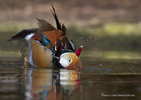 www.naturalmenteclick.com, foto, natura, oasi, animali, uccelli, fotografia, obbiettivi, scatto