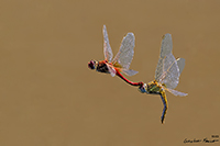 www.naturalmenteclick.com, foto, natura, oasi, animali, uccelli, fotografia, obbiettivi, scatto