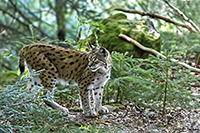 www.naturalmenteclick.com, foto, natura, oasi, animali, uccelli, fotografia, obbiettivi, scatto