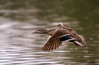 www.naturalmenteclick.com, foto, natura, oasi, animali, uccelli, fotografia, obbiettivi, scatto