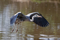 www.naturalmenteclick.com, foto, natura, oasi, animali, uccelli, fotografia, obbiettivi, scatto