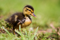 www.naturalmenteclick.com, foto, natura, oasi, animali, uccelli, fotografia, obbiettivi, scatto