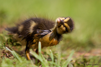 www.naturalmenteclick.com, foto, natura, oasi, animali, uccelli, fotografia, obbiettivi, scatto