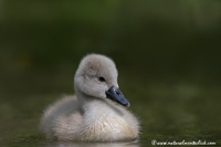 www.naturalmenteclick.com, foto, natura, oasi, animali, uccelli, fotografia, obbiettivi, scatto