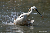 www.naturalmenteclick.com, foto, natura, oasi, animali, uccelli, fotografia, obbiettivi, scatto