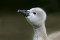 www.naturalmenteclick.com, foto, natura, oasi, animali, uccelli, fotografia, obbiettivi, scatto