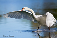 www.naturalmenteclick.com, foto, natura, oasi, animali, uccelli, fotografia, obbiettivi, scatto