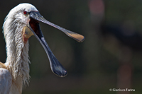 www.naturalmenteclick.com, foto, natura, oasi, animali, uccelli, fotografia, obbiettivi, scatto