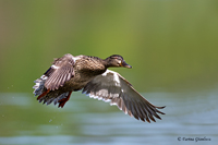 www.naturalmenteclick.com, foto, natura, oasi, animali, uccelli, fotografia, obbiettivi, scatto