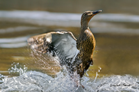 www.naturalmenteclick.com, foto, natura, oasi, animali, uccelli, fotografia, obbiettivi, scatto