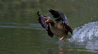 www.naturalmenteclick.com, foto, natura, oasi, animali, uccelli, fotografia, obbiettivi, scatto