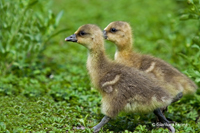 www.naturalmenteclick.com, foto, natura, oasi, animali, uccelli, fotografia, obbiettivi, scatto