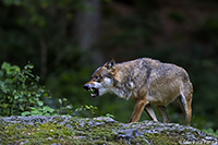 www.naturalmenteclick.com, foto, natura, oasi, animali, uccelli, fotografia, obbiettivi, scatto
